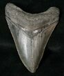 Serrated Megalodon Tooth #16404-1